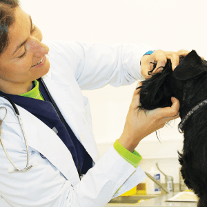 Dra Susana consulta cão